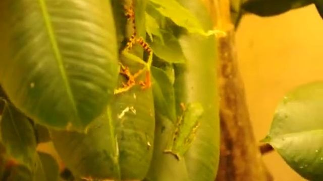 www.MyReptile.ru_ Филломедузы (Phyllomedusa tomopterna) смотреть онлайн