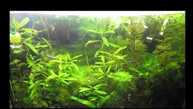 Мой аквариум. Слегка запущен. My aquarium. Slightly run. смотреть онлайн