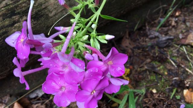 The Last of the Tall Phlox смотреть онлайн