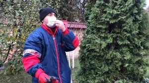 Хвойные: как и когда чистить