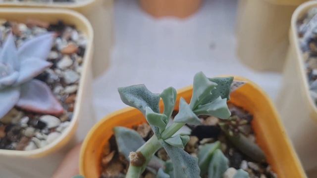 Обзор. Моя коллекция суккулентов (часть 1) #succulent