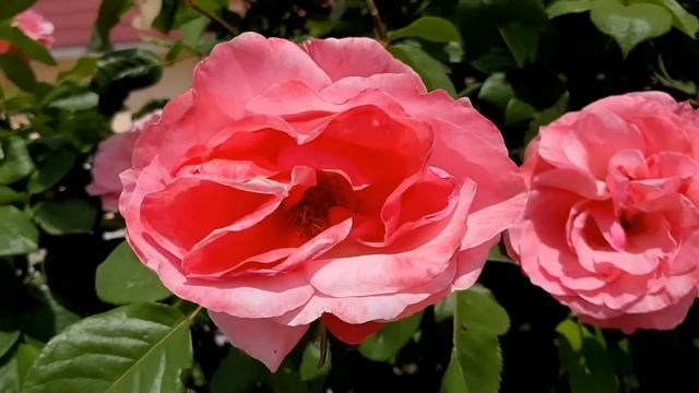 Розовые розы. Видео с аккомпанементом. смотреть онлайн