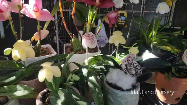 SURGA BUNGA MURAH DI CHATUCHAK PLANT MARKET