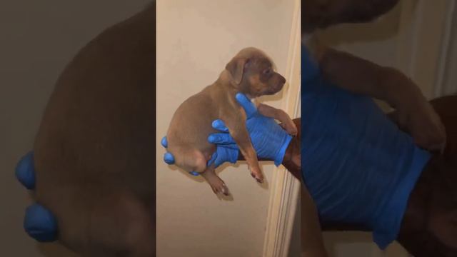American bully puppies смотреть онлайн
