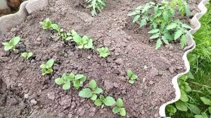 Как вырастить огурцы и помидоры в одной теплице