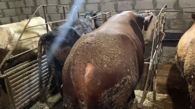 Забой быка. Забой быка казахской белоголовой породы. Забой быка 18 месячного смотреть онлайн