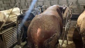 Забой быка. Забой быка казахской белоголовой породы. Забой быка 18 месячного