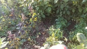 Чайно-гибридная роза Белла Перл саженец прошлогодней осенней посадки