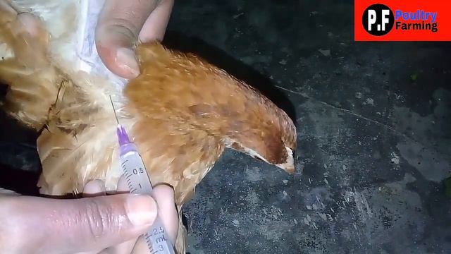 How to Inject Chicks by Poultry part-2 | Poultry Injection | Poultry Farming | Injection - Inject смотреть онлайн