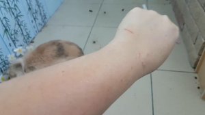 Кто съел ухо? КРОЛИК БАФФИ и КОТЕНОК МАКС играют