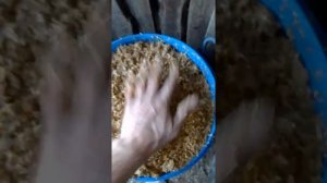 ПИВНАЯ дробина. хранение спустя 2недели