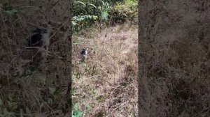 Русский спаниель 1