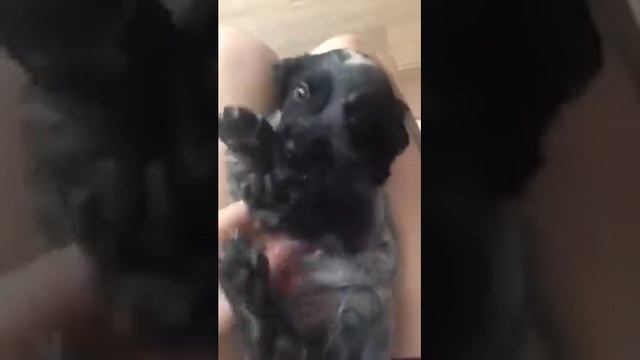 Русский спаниель. Банни. Щенок 1,5 месяца. смотреть онлайн