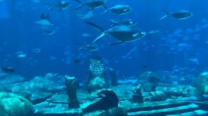 Отель Атлантис на Хайнань. Аквапарк. Океанариум