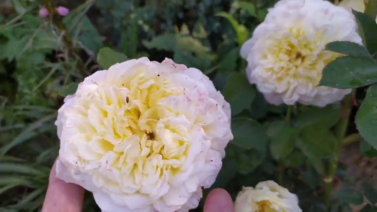 Перемены в саду. Приглашаю на экскурсию. Конец августа 2020г. смотреть онлайн