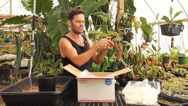 Unboxing Your Nepenthes! смотреть онлайн