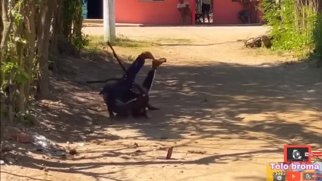 la araña Broma ?️?️/ pegadinha a Araña/ spider prank смотреть онлайн