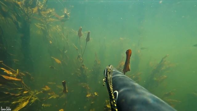 Подводная охота " САМАЯ ЧИСТАЯ ПОЛНАЯ РЫБЫ РЕКА ". Добыли трофей? Щука, Линь, Жерех, Лещ, Голавль. смотреть онлайн