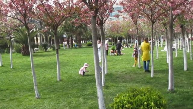 Сочи. Черешневый сад. Цветёт сакура. (23 апреля 2022 г.)