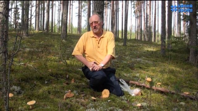 Природа Финляндии. Колпак кольчатый смотреть онлайн