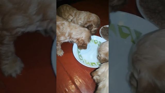Приучаем щенков кокапу к пище. Teaching Cockapoo Puppies To Food.