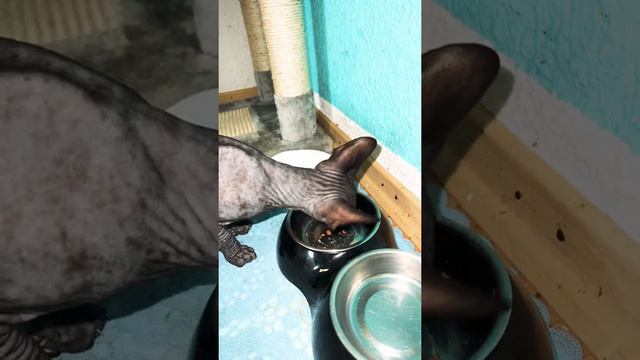 Лысая кошка сфинкс решила домыть миску смотреть онлайн