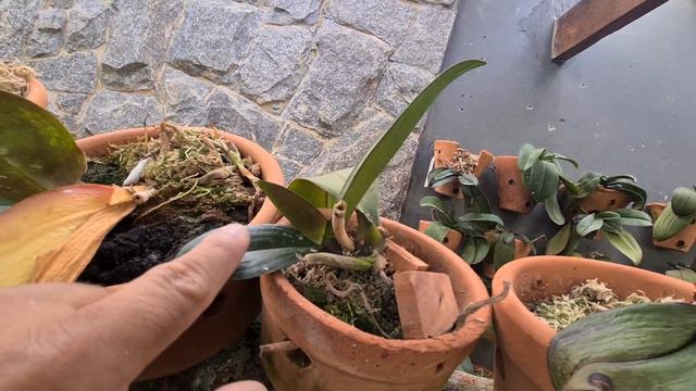NÃO FAÇA ISSO COM SUA PHALAENOPSIS смотреть онлайн
