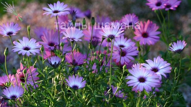 Всего три правила и Ваше желание исполнится 100%. Онлайн Ритуал смотреть онлайн