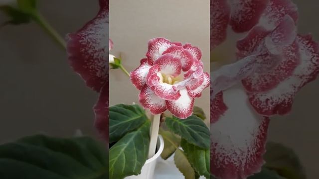 Глоксиния АНЖЕЛИКА (В.Лапинская) смотреть онлайн