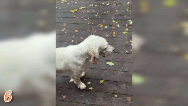 ЛИСЯО. Алиса - Лиса. Расхитительница чужой каши