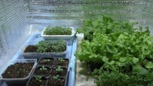 БЕЗ ФИТОЛАМП!!! ВЫРАЩИВАНИЕ ЗЕЛЕНИ ДОМА ЗИМОЙ. ЧАСТЬ 2