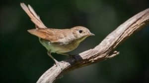 Соловей-живой символ Курского края