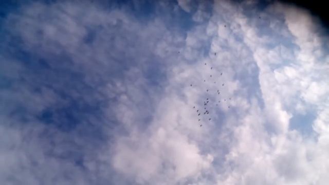 У Борисыча! Голуби -Пермские гривуны. смотреть онлайн