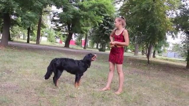 Как научить собаку ходить назад? Учим собаку пятиться смотреть онлайн