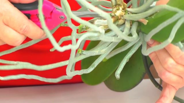 Разрезаю орхидею на две части. Делаю омоложение орхидеи. Пересадка в новый горшок. смотреть онлайн