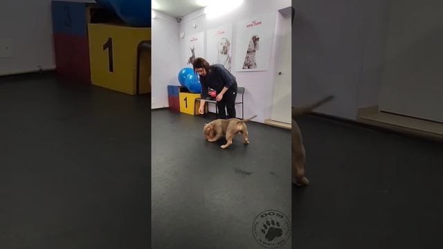 BORIS Американский булли 💪 Сейчас от него есть свободные дети😍 89873020989 смотреть онлайн