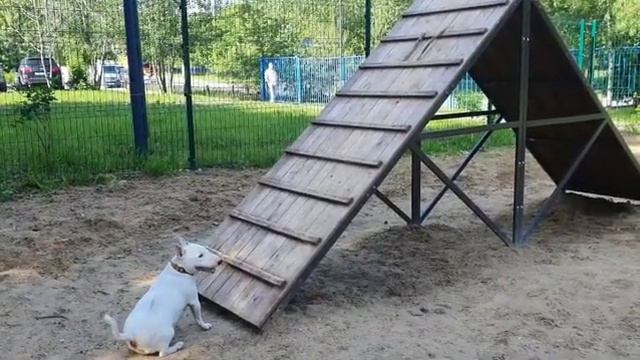 Миниатюрный бультерьер и американский кокер на улице смотреть онлайн