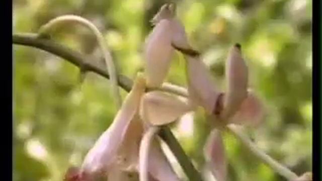 Искусство камуфляжа н ингеллекгуапньое поведение животных 2 of 3 - Харун Яхья Аднан Октар смотреть онлайн