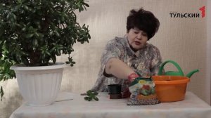 черенкование крассулы