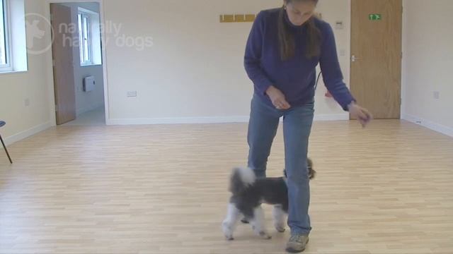Dancing with dogs: an introduction смотреть онлайн