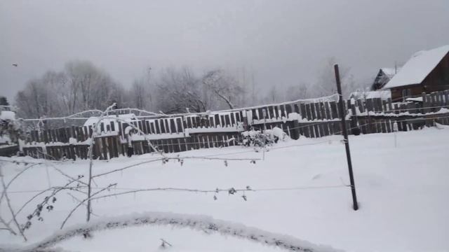 Ежевика,зимовка без укрытия сорта Гай,Вошито, Лохтей, Небеса,Вон смотреть онлайн