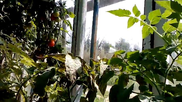 Урожай памидорной теплицы. Профессор кислых щей представляет! смотреть онлайн