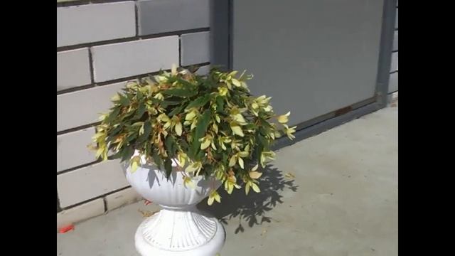Болливийская бегония Bossa Nova Yellow в моем саду. смотреть онлайн