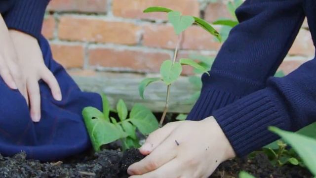 This Is Millfield смотреть онлайн