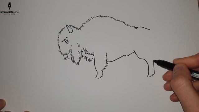 Kako nacrtati Bizona/How to draw a realistic Bison смотреть онлайн