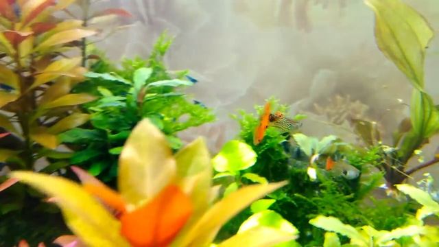 ГУППИ КРАСНАЯ КОБРА смотреть онлайн