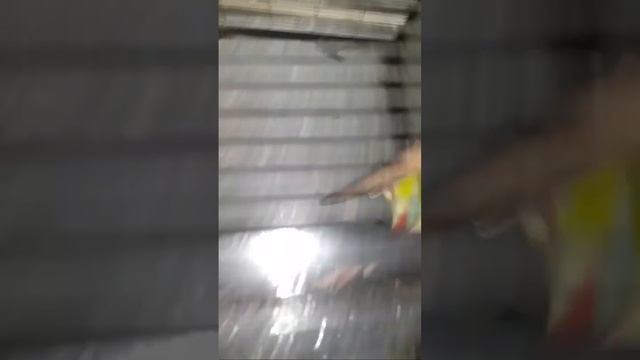 Mashallah Lovebirds Colony & Canore & Java pair (Part-2) #live #subscribe #trending смотреть онлайн