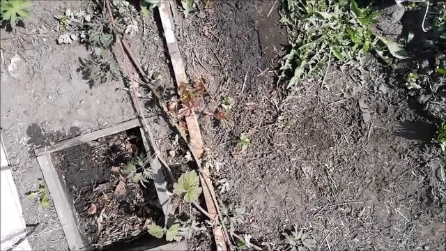 ИНСЕКТИЦИД ДЛЯ РАССАДЫ. КЛЕМАТИС СЪЕЛИ МЫШИ. РАЗМНОЖЕНИЕ КЛЕМАТИСА. смотреть онлайн