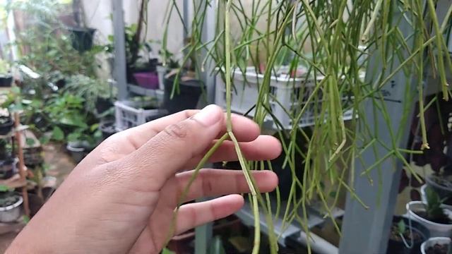 Rhipsalis Baccifera | mutiara Gantung #rhipsalis cara Rawat смотреть онлайн