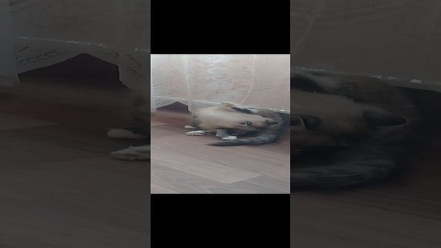 Родела кошка 20220613 смотреть онлайн